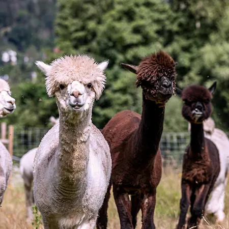Apartamento Schwabenhof Schramberg